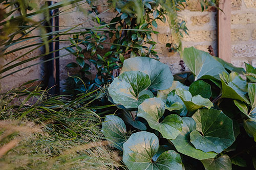 planting-plan